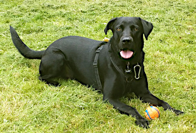 Atlas - the dog
