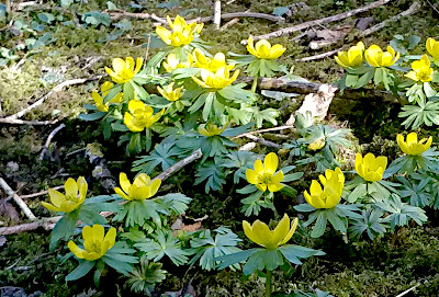 Some flowers